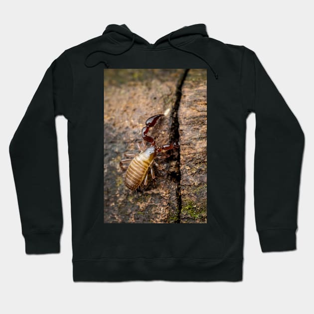 A Pseudoscorpion (Pseudoscorpionida) searching the cervice for food Hoodie by AvonPerception